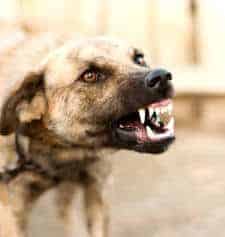 PHOENIX DOG TRAINING | DOG AGGRESSION