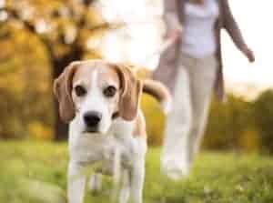 Phoenix Dog Training Beagle Dog Training