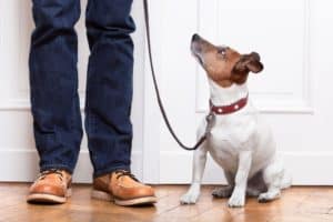 Dog Obedience Training Phoenix