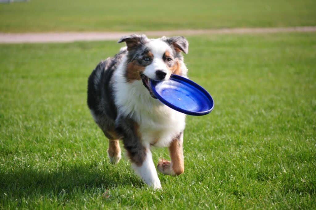 Dog Training Near Me Arizona Dog Trainer Near Me