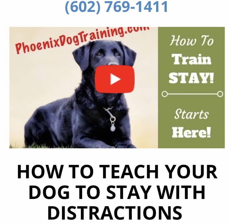 HOW TO TEACH A DOG TO STAY VIDEO