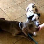 How to teach a dog to stay video by Phoenix Dog Training