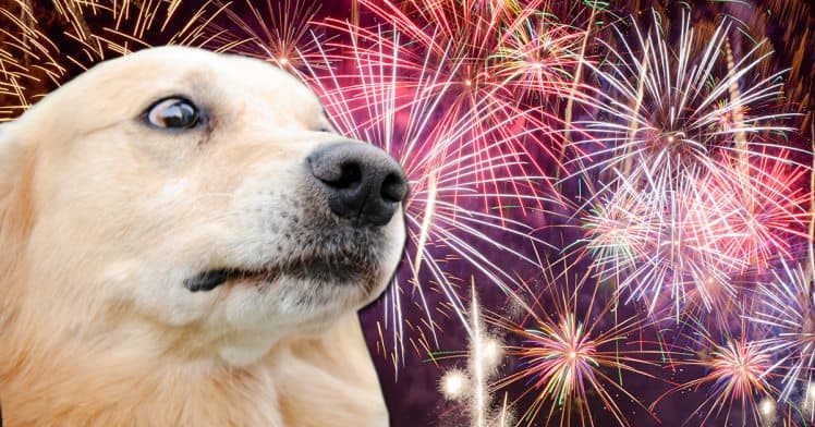 Dogs and Fireworks: How to Keep Your Dog Calm During Fireworks Anxiety