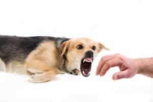 Dog Aggression Human