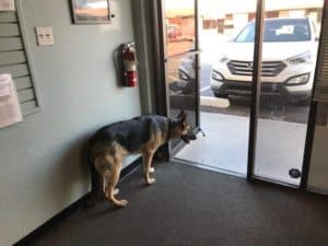 Dog Door Manners