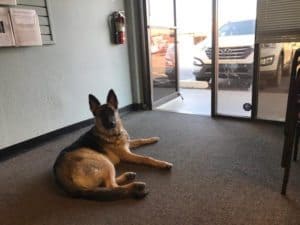 Dog Training Door Manners