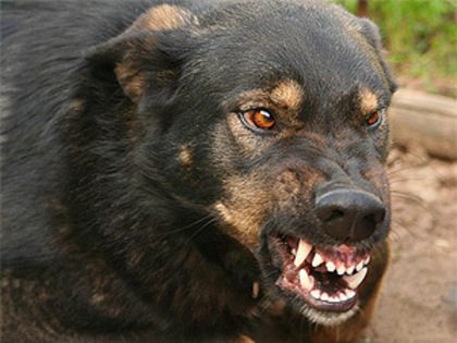 Dog Training Peoria AZ Dog Aggression