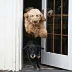 How to stop a dog from running away door dashing door manners