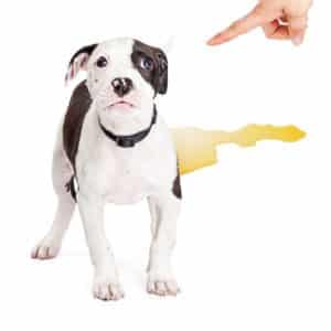 Canine Potty Training Behavior Modification