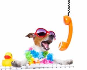 phone dog training consultations