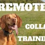 Remote Collar Training