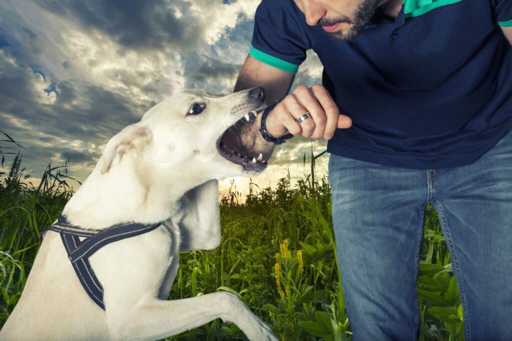 Dog Aggression Training Carefree