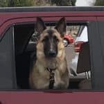 Dog Training Car Manners