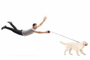 Dog Training Phoenix Off-Leash Dog Obedience