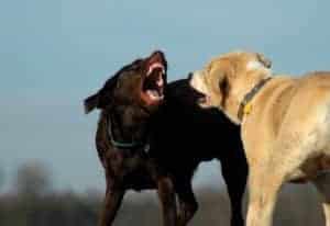 aggressive Labrador retriever