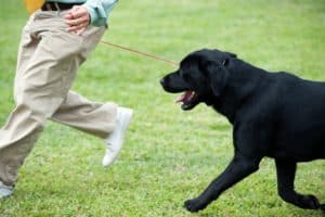 Dog Training Classes Maricopa Az