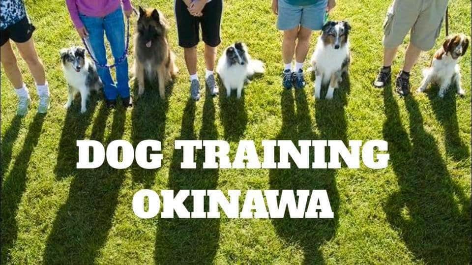 Dog Training Okinawa