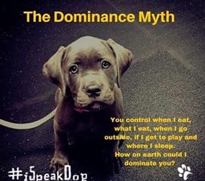 Dog-Dominance-Myth