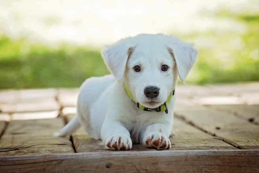 phoenix puppy training white lab puppy