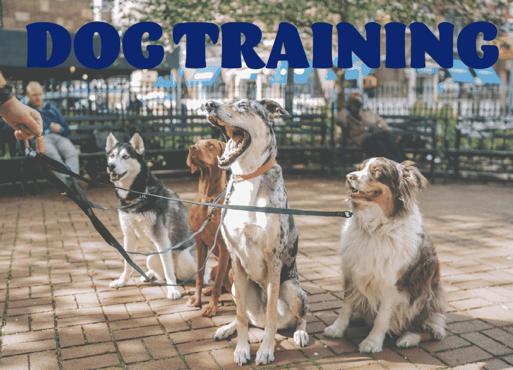 scottsdale/scottsdale-az-dog-training