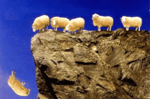 sheep followers