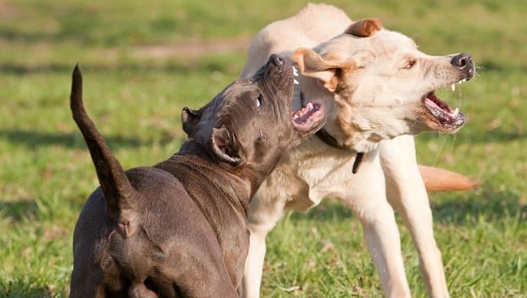 Dog Aggression Training Tempe