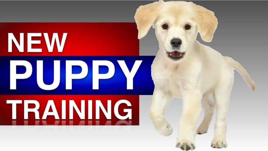 Puppy Training Chandler Heights
