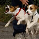 Dog Aggression Trainer Chandler Heights Az