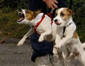 Dog Aggression Training Cave Creek