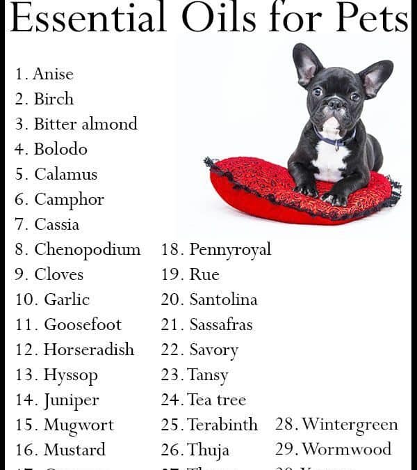Dangerous Essential Oils for Dogs