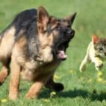 How to stop a dog from chasing a cat