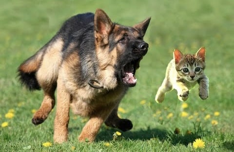 How to stop a dog from chasing a cat
