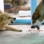 How to stop Food Aggression in Dogs