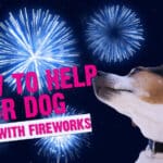 How to Help Your Dog Relax With 4Th of July Fireworks