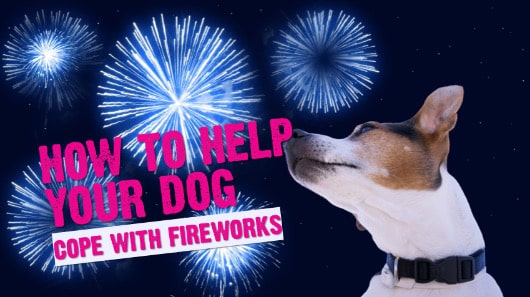 Dogs and Fireworks: How to Keep Your Dog Calm During Fireworks Anxiety