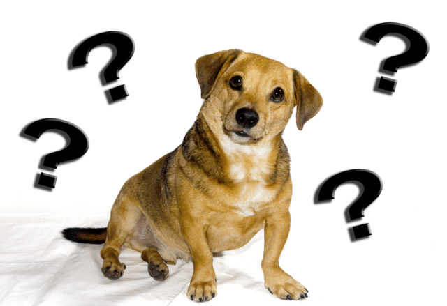 FAQ Dog Behavior