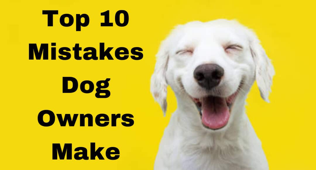 Top 10 mistakes dog owners make