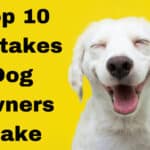 Top 10 mistakes dog owners make