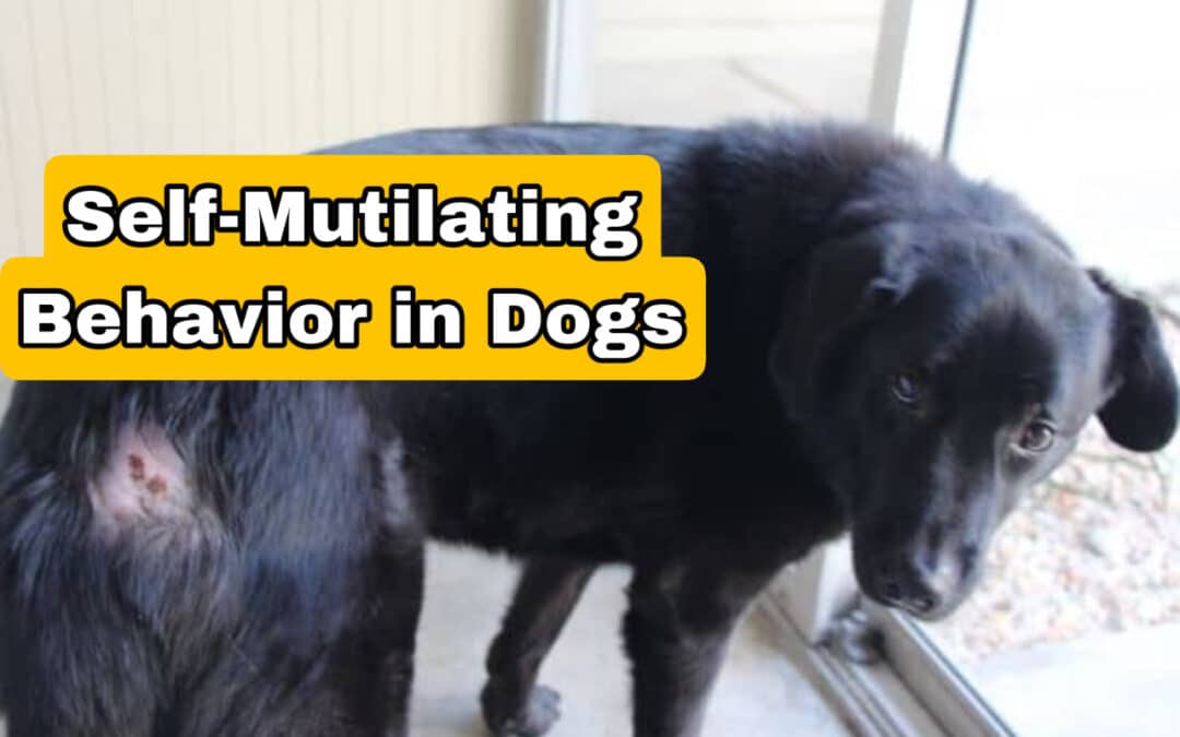 Understanding Canine Self-Mutilation: A Deep Dive into Psychological Perspectives