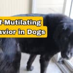 Canine Self Mutilating Behavior