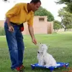 Dog behaviorist Will Bangura conducting behavior modification training with a dog in Phoenix, AZ