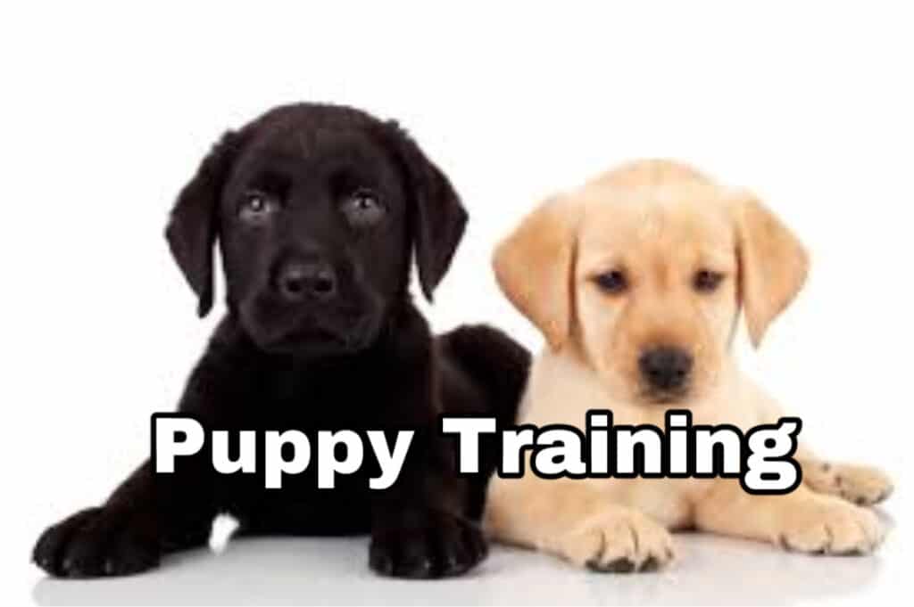 Puppy enjoying training session with a Phoenix-based dog trainer