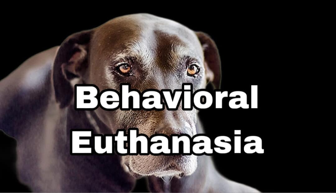 Understanding Behavioral Euthanasia for Dogs: A Compassionate Guide