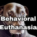 Old dog on black background representing behavioral euthanasia decision.