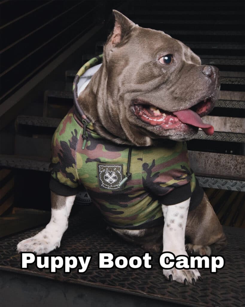 Puppy Boot Camp Phoenix