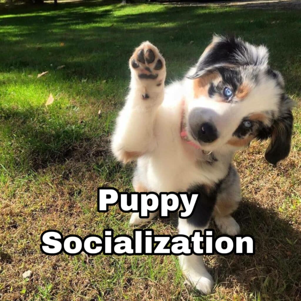 Puppy Socialization Classes in Phoenix Az. with our Certified Puppy TRainers