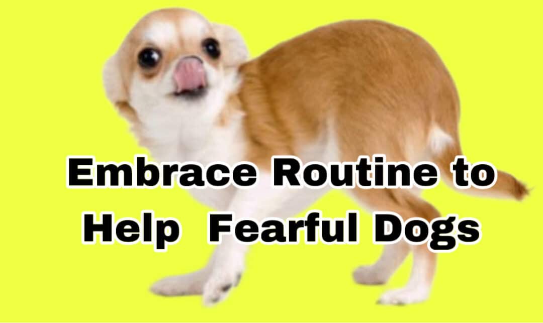Confidence in FearfEmbracing Routine for Buildingul Dogs