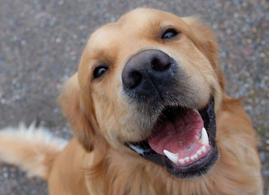 Mastering Dog Training in Phoenix Enhancing Your Pet’s  Behavior