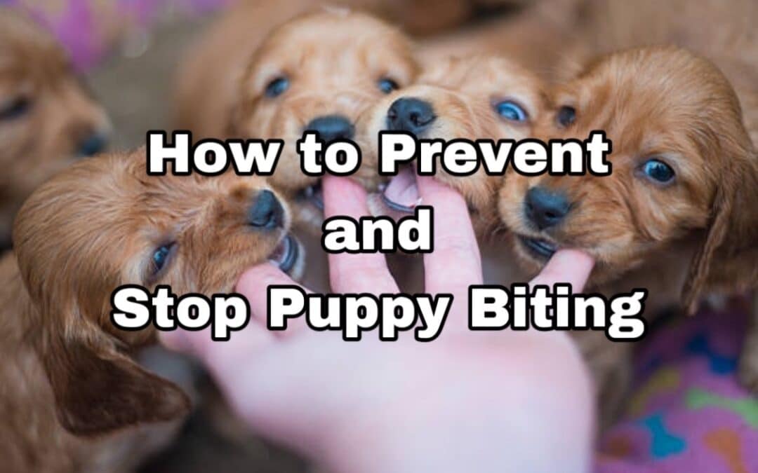 How to prevent and stop puppy biting