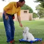 Dog Behaviorist in Action in Phoenix AZ - Will Bangura